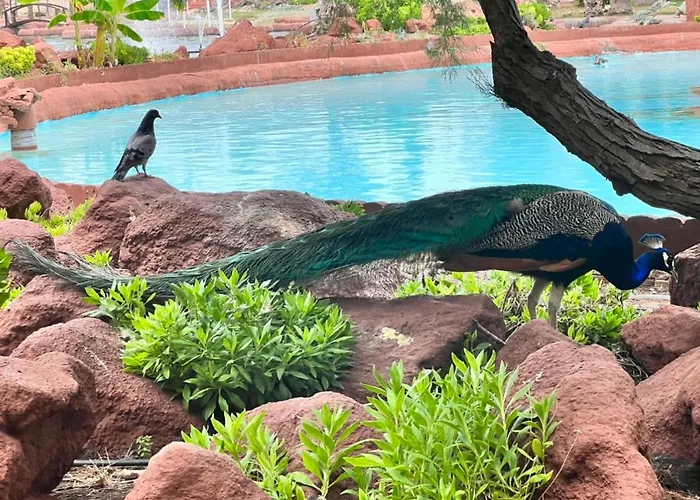 Lagoon Penthouse Appartement Torrevieja