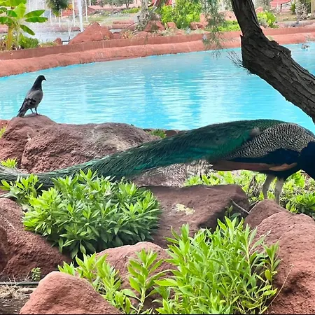 Lagoon Penthouse Appartement Torrevieja